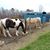Darlene Smith's profile image