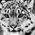 Trey Conner's profile image