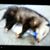Tlacuache Guadalupe's profile image