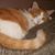 Andrew Brent's profile image
