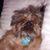 Oscar Griffon's profile image