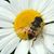 JoAnne Harpling Kleeman's profile image