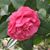 Danya Pickard's profile image