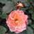 Terry Eubanks's profile image