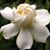 Ann Hannah's profile image