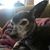 Chica Ricci's profile image