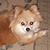Keschiea Rupp's profile image