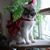 Steph Van Der Linden's profile image