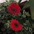 Lisa Weir Stallman's profile image