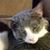 Jerry Cat's profile image