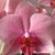 Mela Miscioscia's profile image