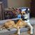 Coleen Breslin-Store's profile image