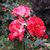 Elham Irani's profile image