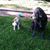 Peter J Cirillo's profile image