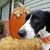 Brenda Baranowski O'Donald's profile image
