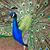 Dorianyguty Quezada's profile image