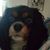 Abigail Jauregui's profile image