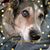 Dave Manthei's profile image