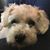 Amy Blenkner's profile image