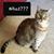 Marcy Freestone's profile image
