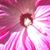 Carolyn Foster's profile image