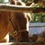 Tina Meekins's profile image
