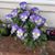 Donna Pearson's profile image
