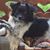 Joyce Snyder's profile image