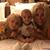 Pamela Schank's profile image
