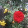 lauralee saint j.'s profile image