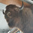 Cobra's profile image