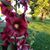 Laurette Gaylord's profile image