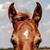 Jennifer Fox's profile image