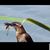 Carol Royer's profile image