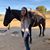 Tracie Borges's profile image