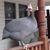 Linda Lut's profile image