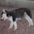 Donald Summerton's profile image