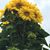Amber Valley's profile image