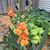 Paula Schryer Dabel's profile image