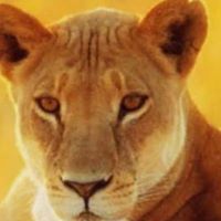 Diane DeRenzis's profile image