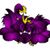 Lee Carnet Gicking's profile image