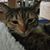 Lydia Dodson's profile image