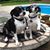 Joanne Luterman's profile image