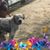 Sue Scarlett Middleton's profile image