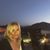 Ivy Thompson's profile image