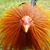 Gino Guido Fernandez's profile image