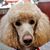 Holly McHone's profile image