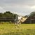 Debbie Starkey's profile image