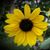 Charles Pilcher's profile image