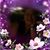 Donna Conanan Huse's profile image